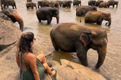 elephants-sri-lanka