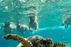 turtle-farm-bentota-1