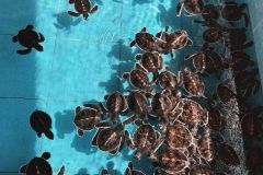 turtle-farm-bentota