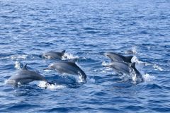 whales-watching-miriisa