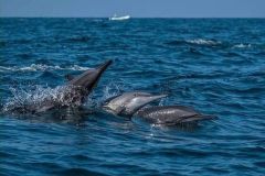 whales-watchings