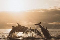 whales-weligama